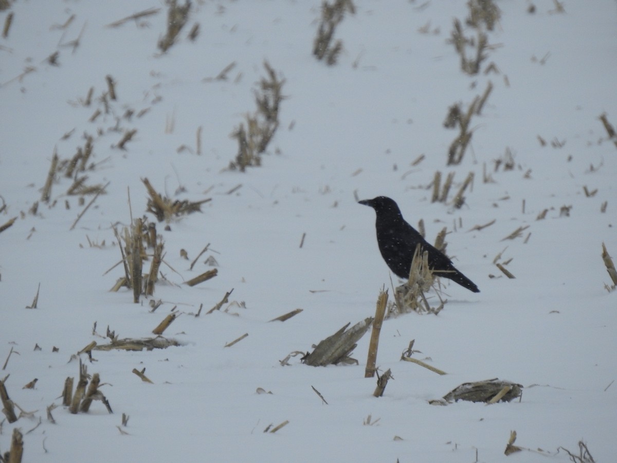 American Crow - ML646720616