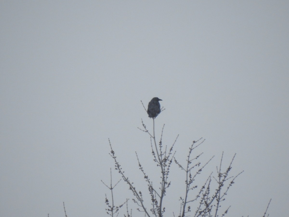 American Crow - ML646720617