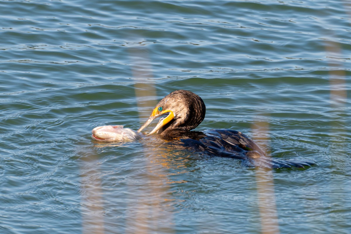 Kulaklı Karabatak - ML646720618