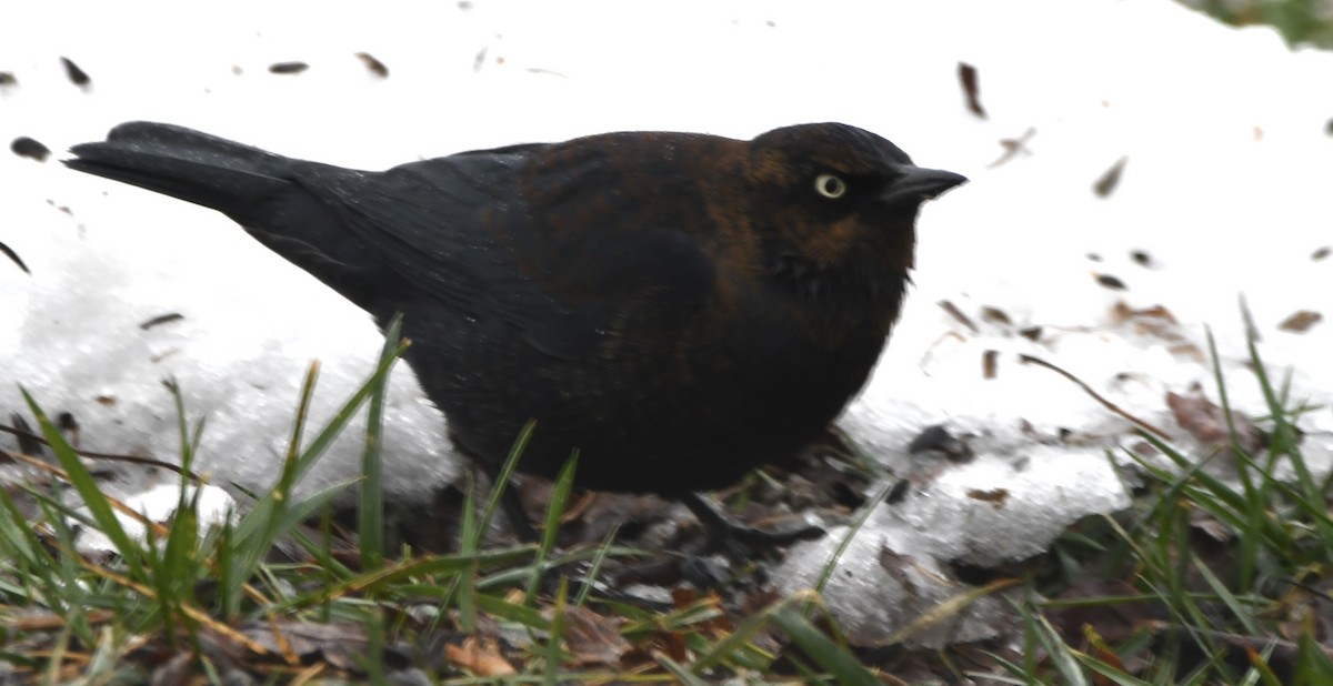 Pas Rengi Karatavuk - ML646720619