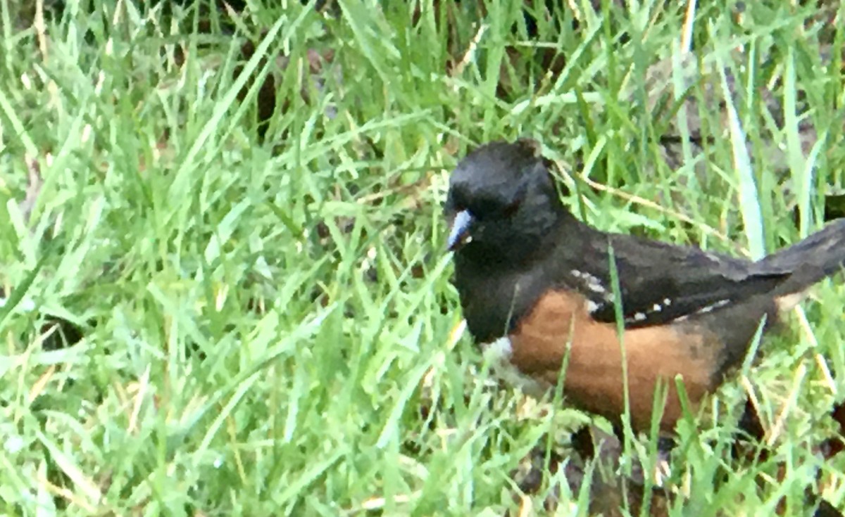 Benekli Tovi - ML646720620