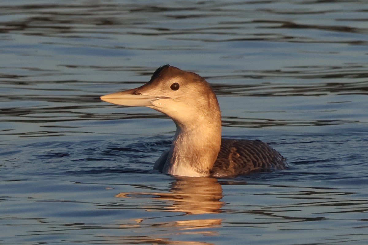 Гагара білодзьоба - ML646720621