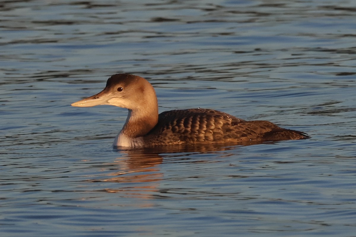 Гагара білодзьоба - ML646720622