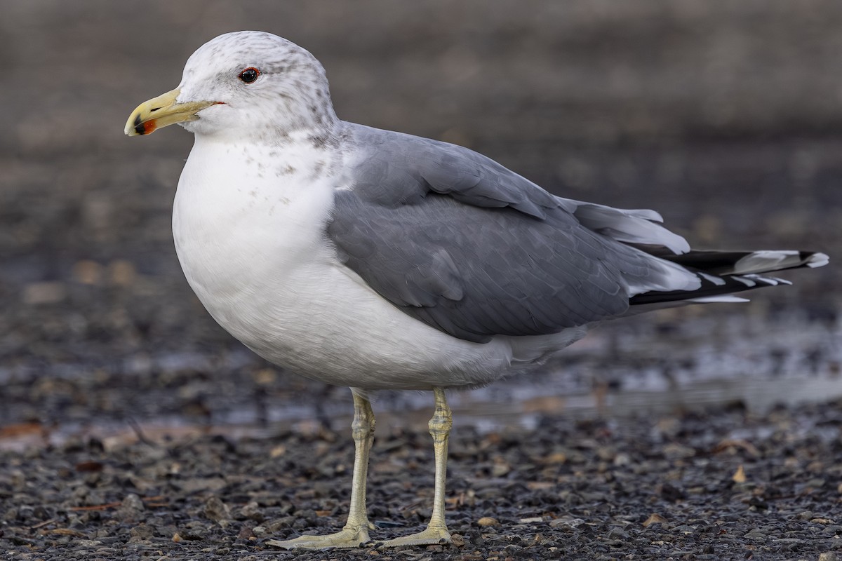 Kaliforniya Martısı - ML646720623