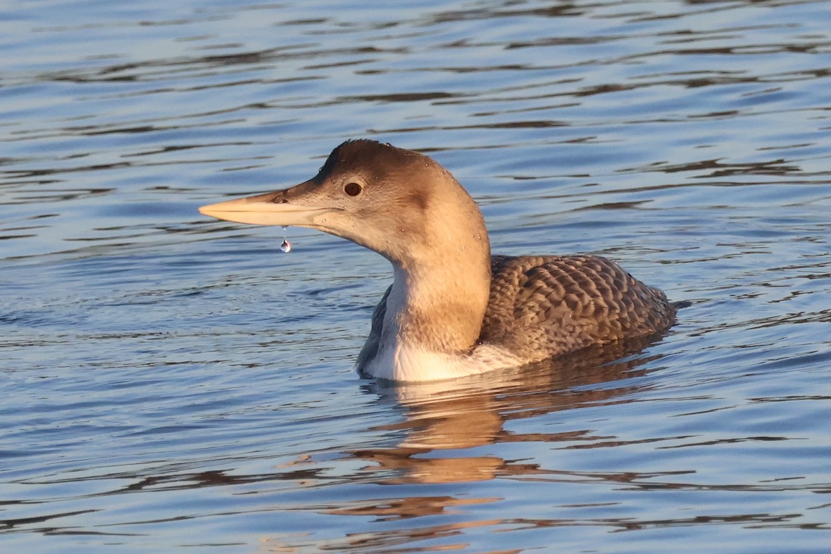Гагара білодзьоба - ML646720624