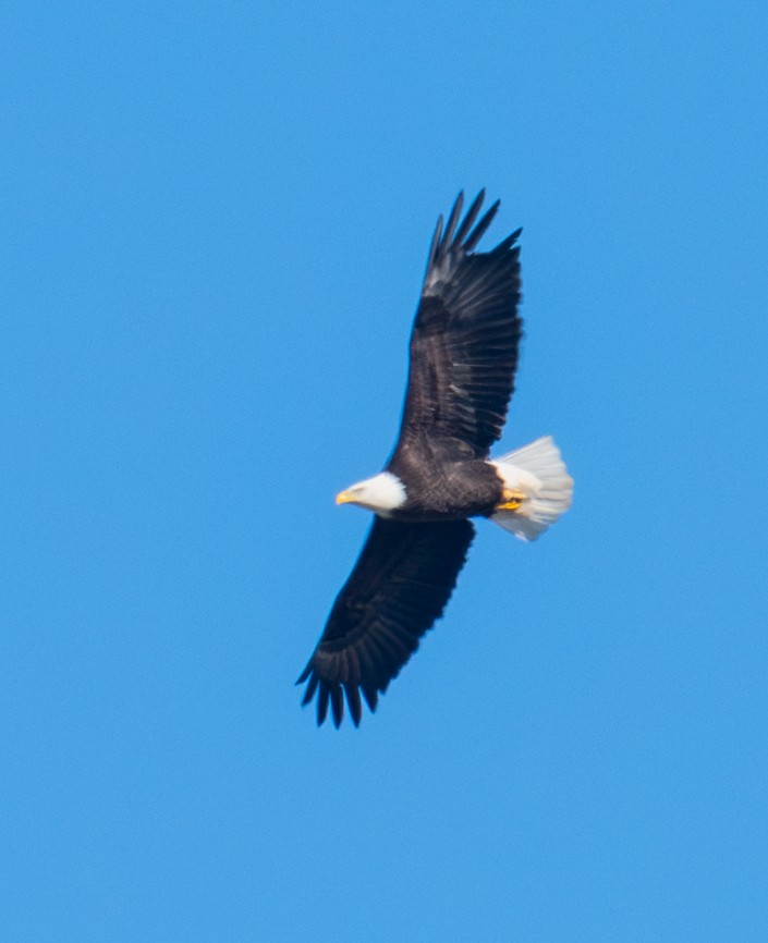 Bald Eagle - ML646720625