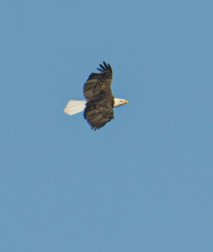 Bald Eagle - ML646720626