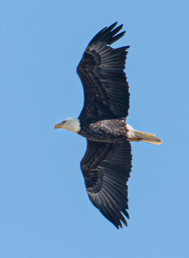 Bald Eagle - ML646720627