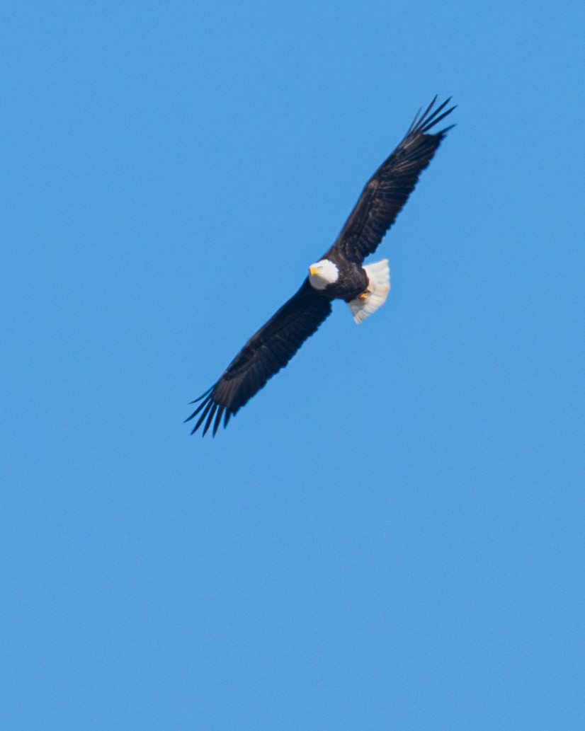 Bald Eagle - ML646720628