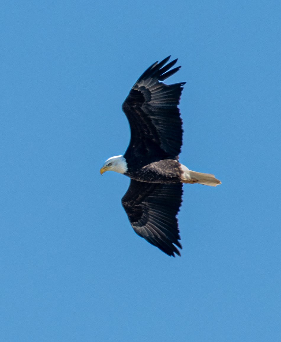 Bald Eagle - ML646720629
