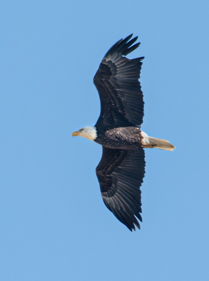 Bald Eagle - ML646720630