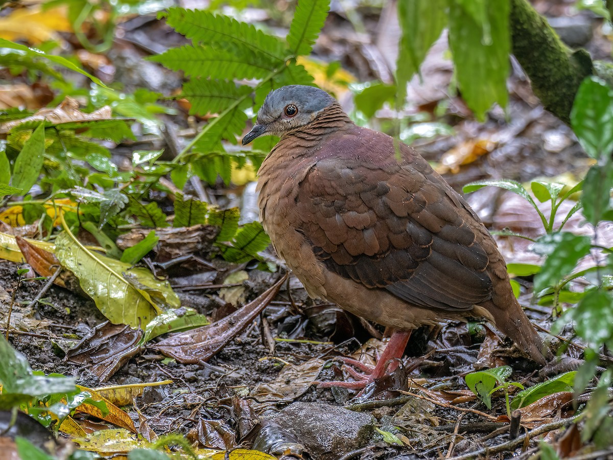 Chiriqui Quail-Dove - ML646720631