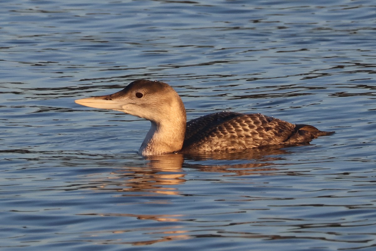 Гагара білодзьоба - ML646720632