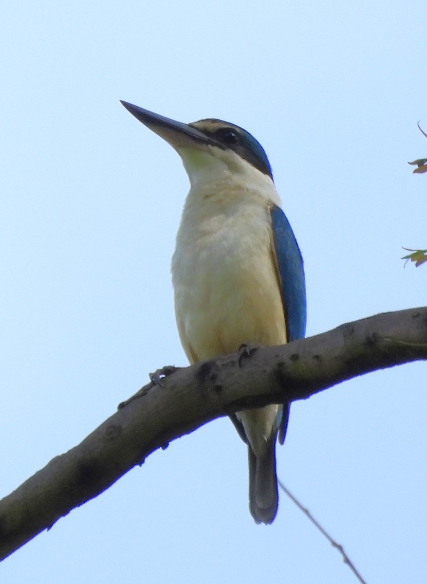 maskaraisfugl - ML646720633