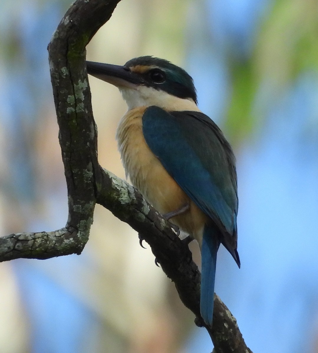 maskaraisfugl - ML646720634