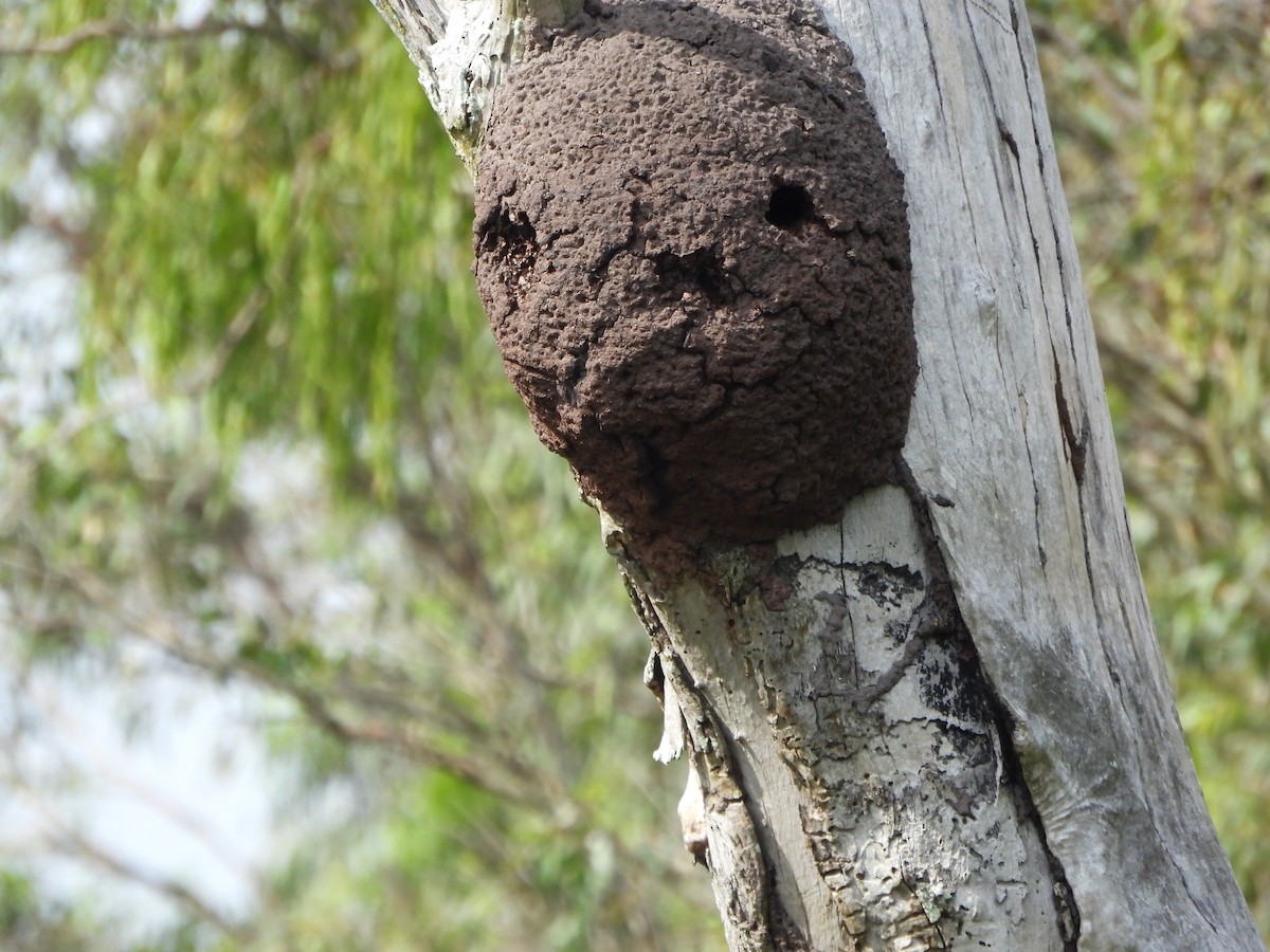 maskaraisfugl - ML646720635