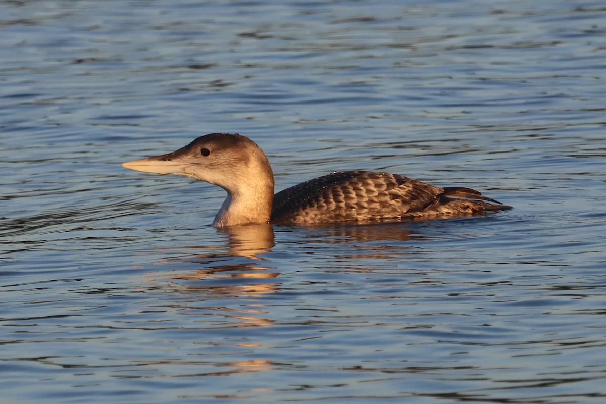 Гагара білодзьоба - ML646720650
