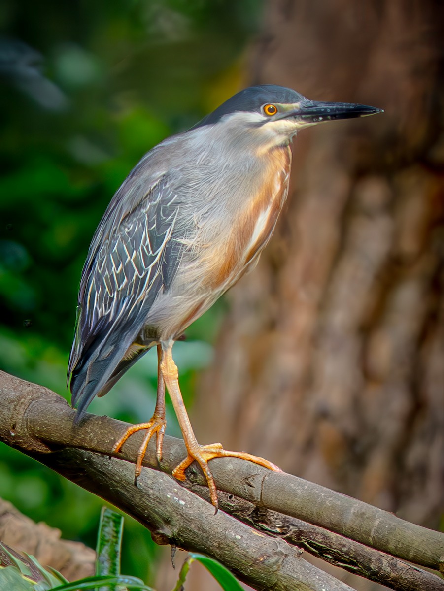 Héron strié - ML646720656