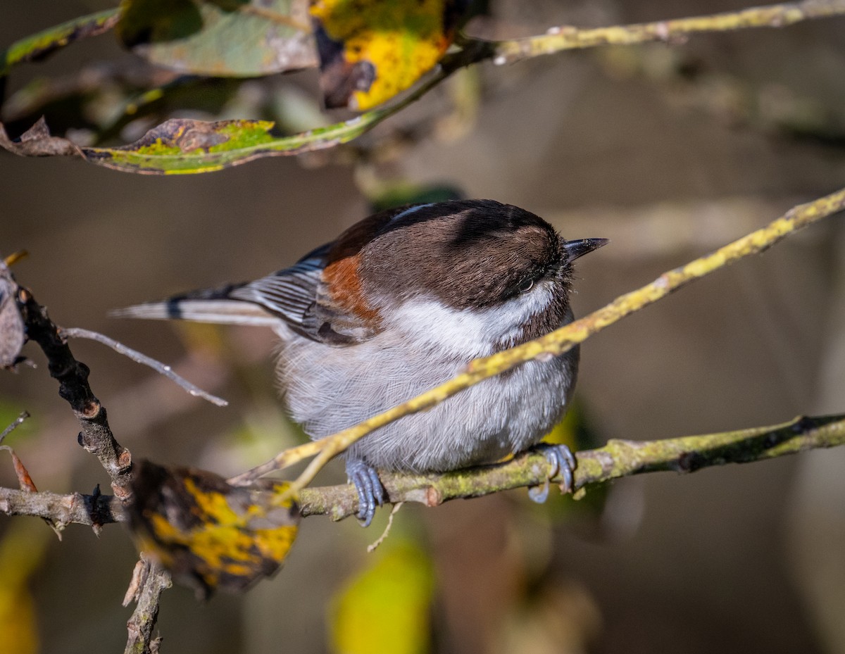 Chestnut-backed Chickadee - ML646720663