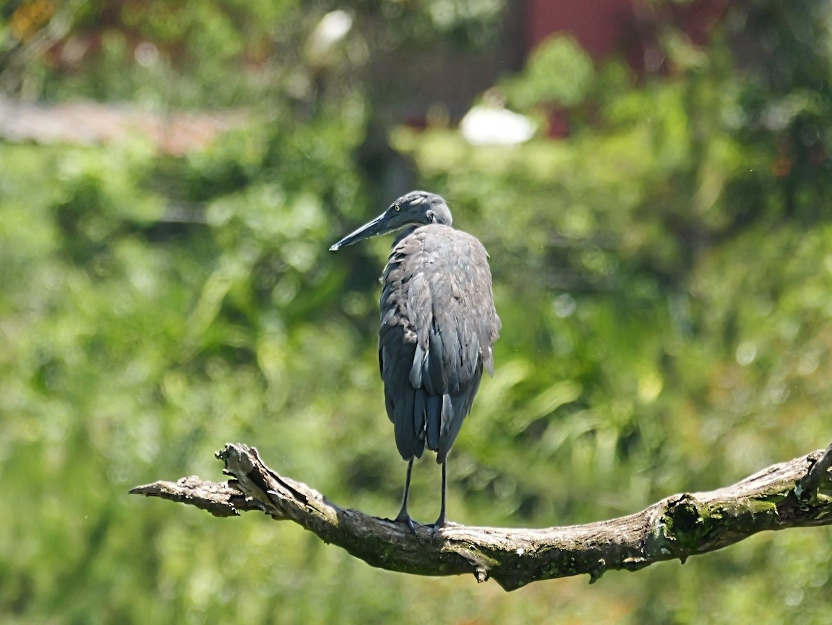 Humblot's Heron - ML646720664