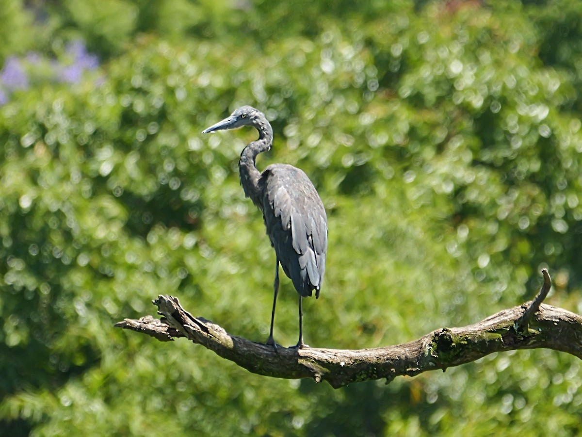 Humblot's Heron - ML646720665