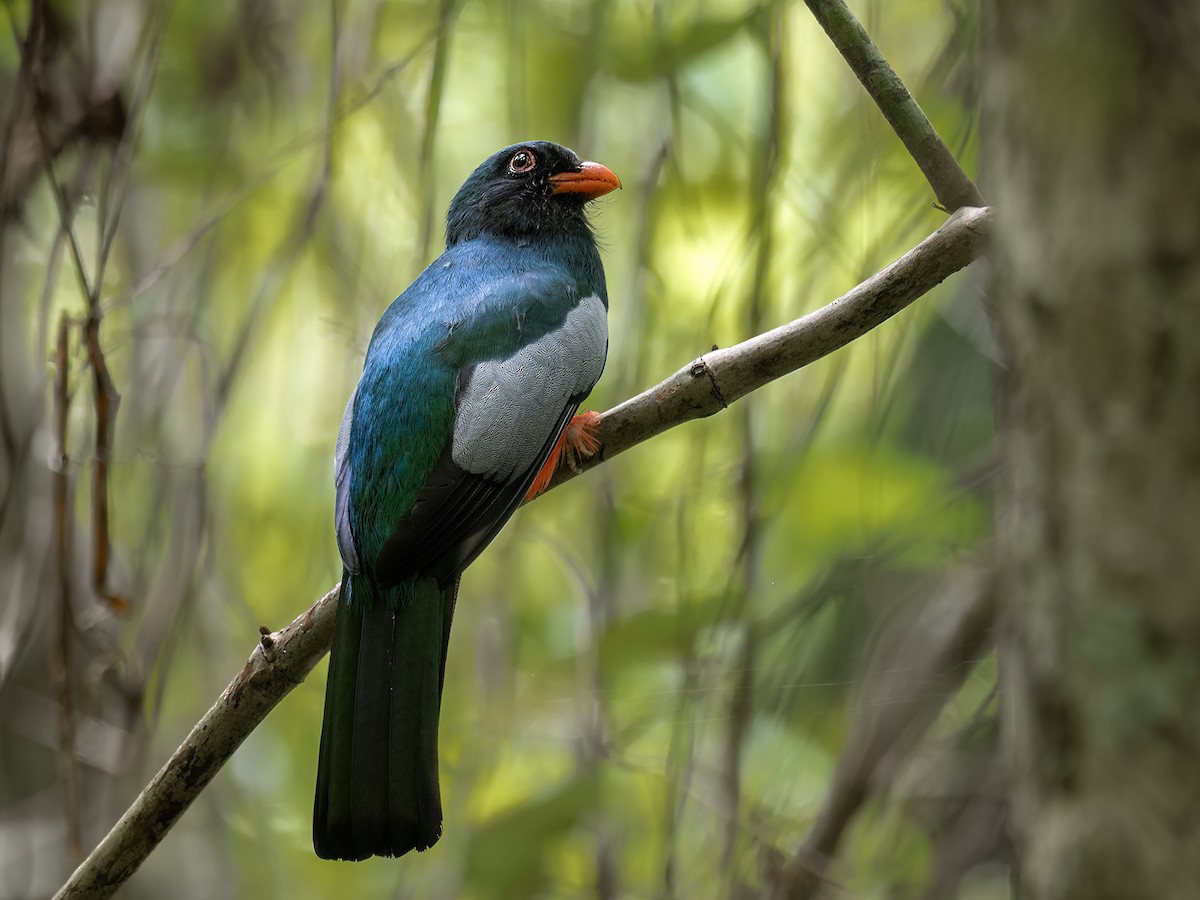 Slaty-tailed Trogon - ML646720667