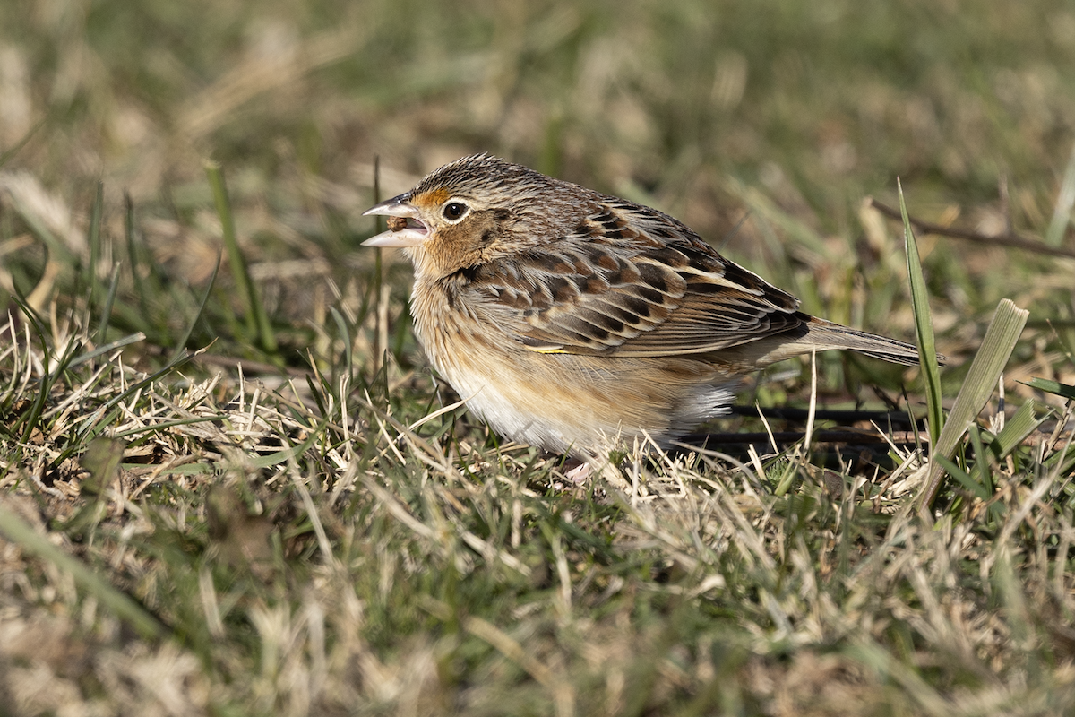 Кузнечиковая овсянка-барсучок - ML646720669