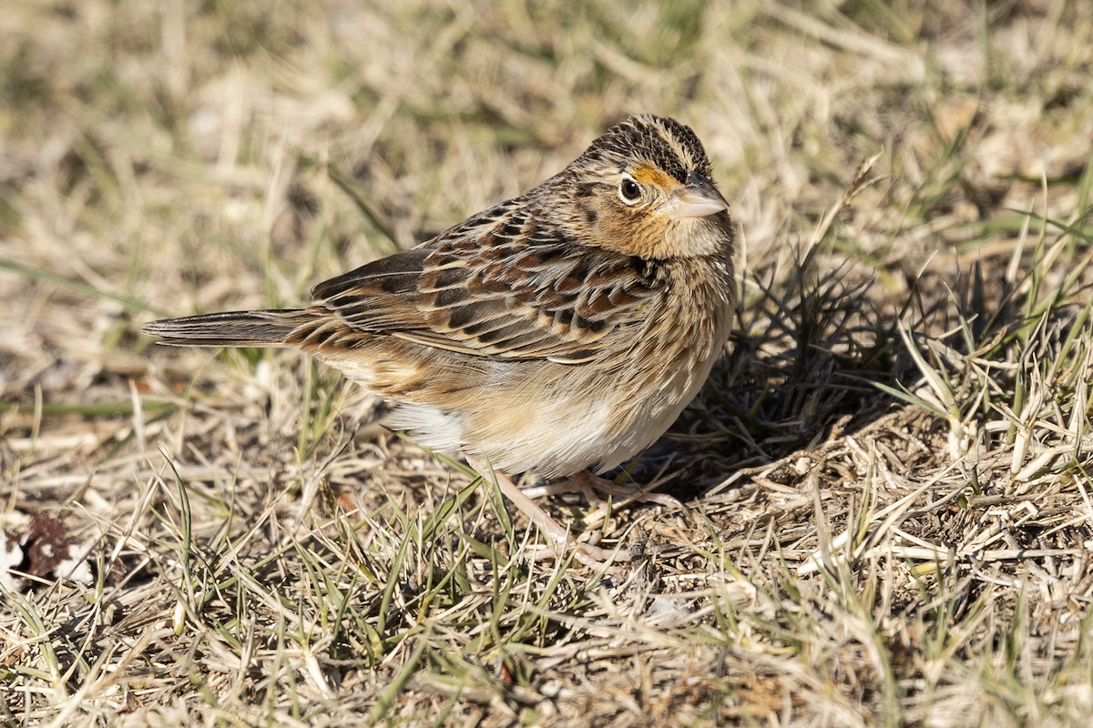 Кузнечиковая овсянка-барсучок - ML646720670