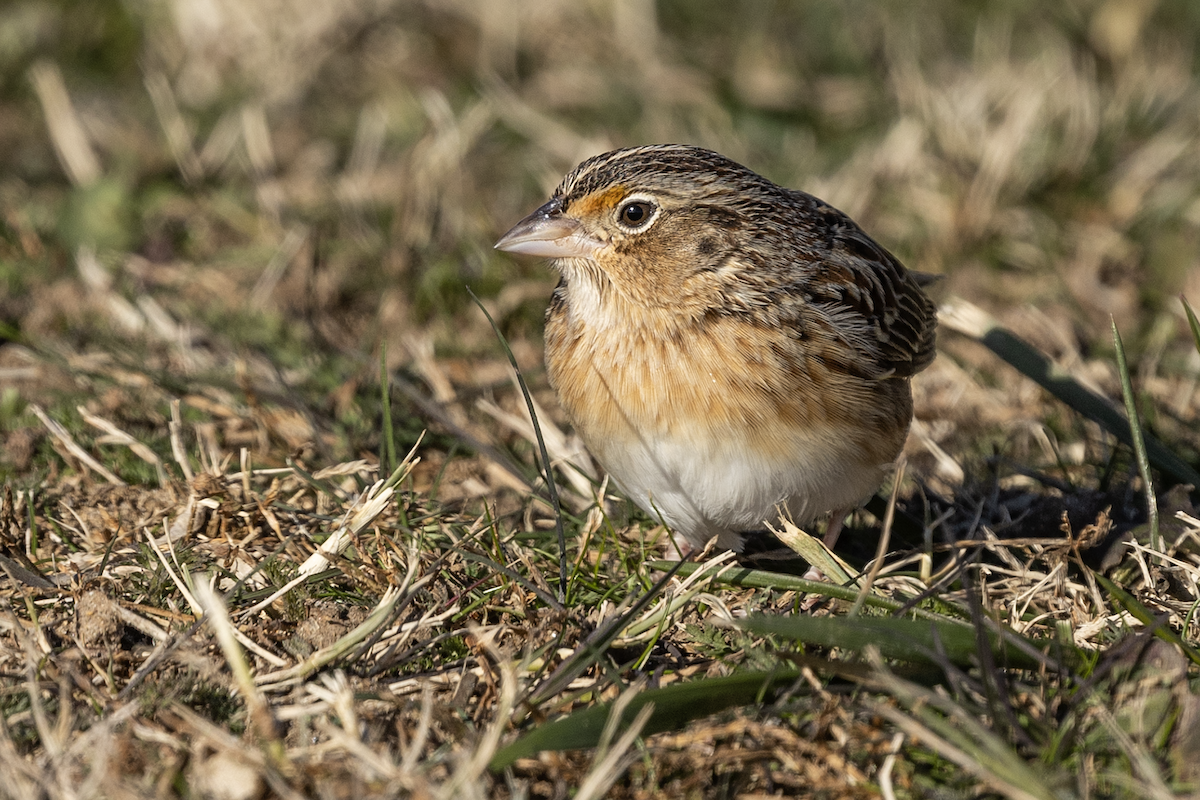 Кузнечиковая овсянка-барсучок - ML646720672