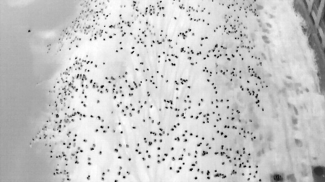 American Crow - ML646720674