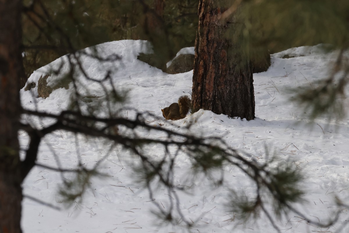 Fuchshörnchen - ML646720677