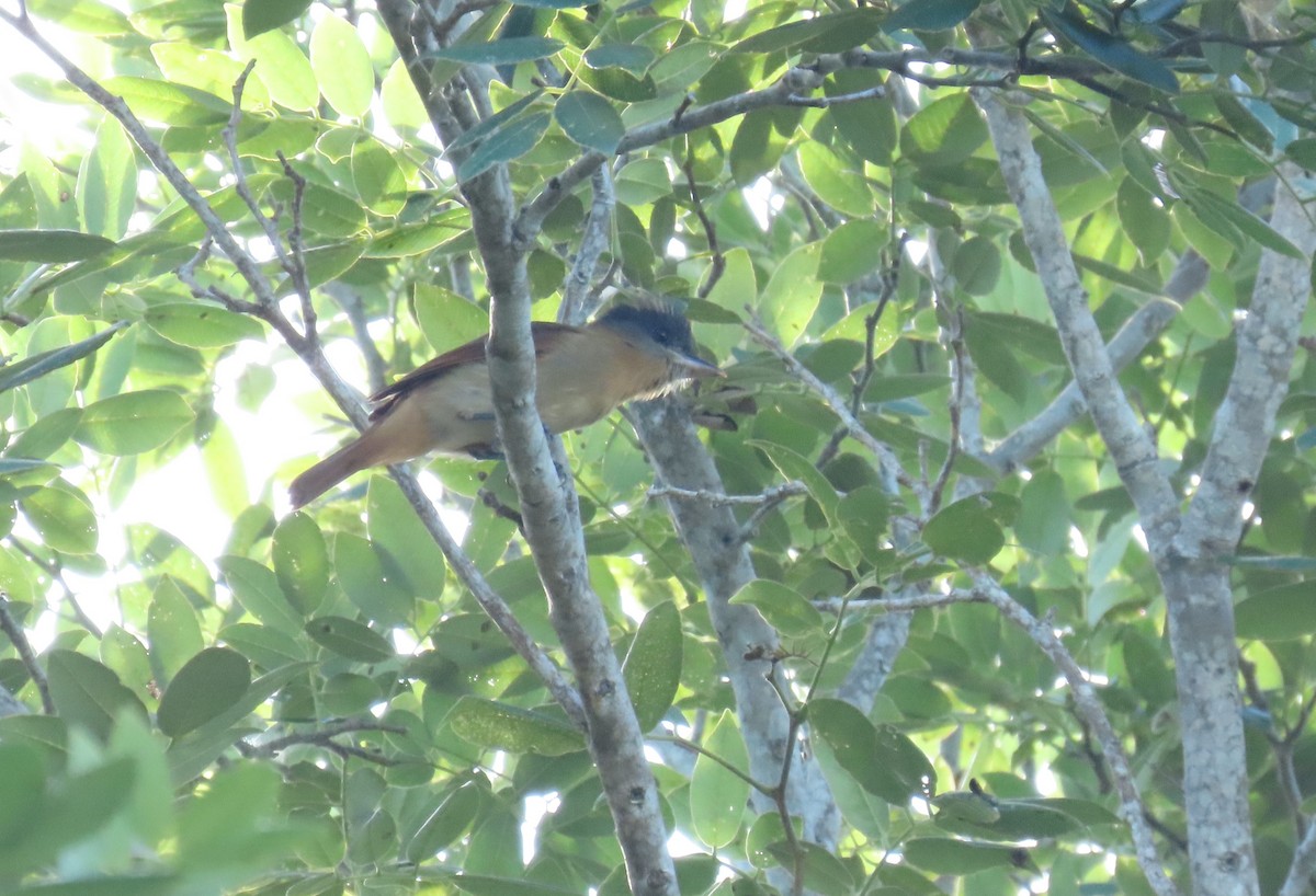 バラノドカザリドリモドキ - ML646720679