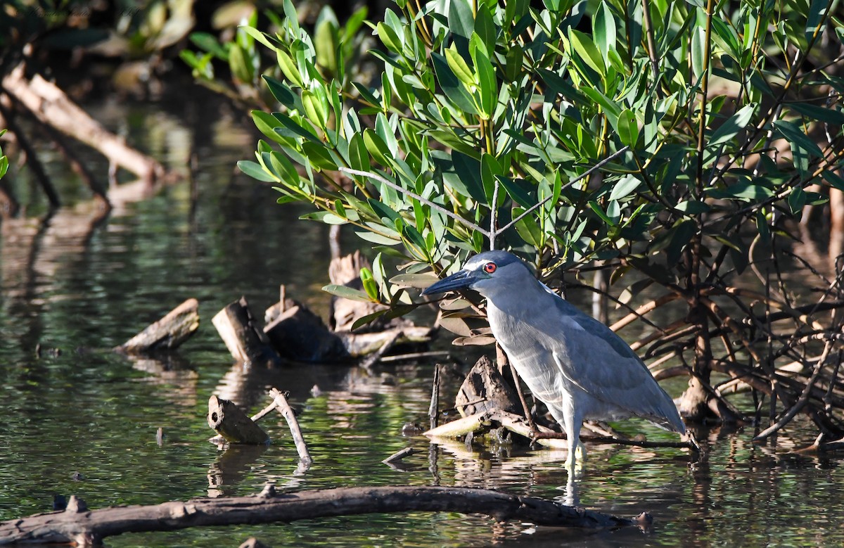 kvakoš noční - ML646720682