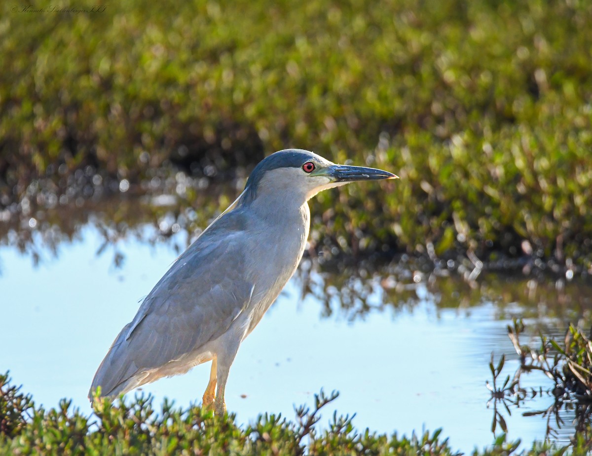 kvakoš noční - ML646720683