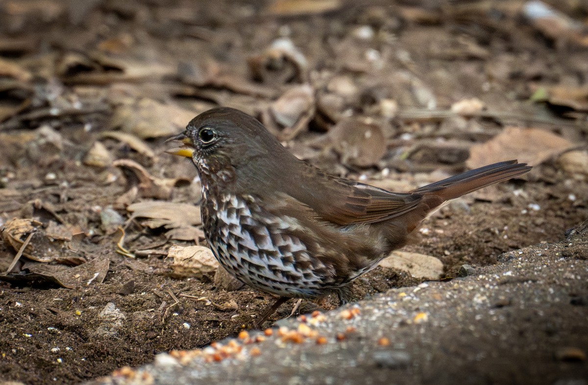 Fox Sparrow - ML646720686
