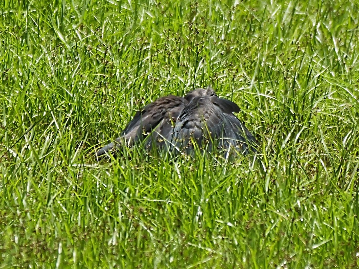 Black Heron - ML646720687