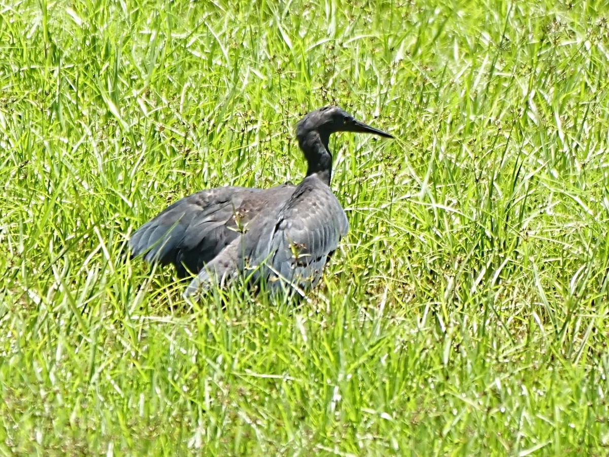 Black Heron - ML646720688