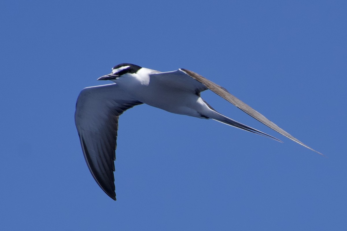 Bridled Tern - ML646720691