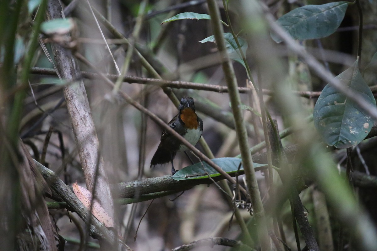 Australian Logrunner - ML646720692