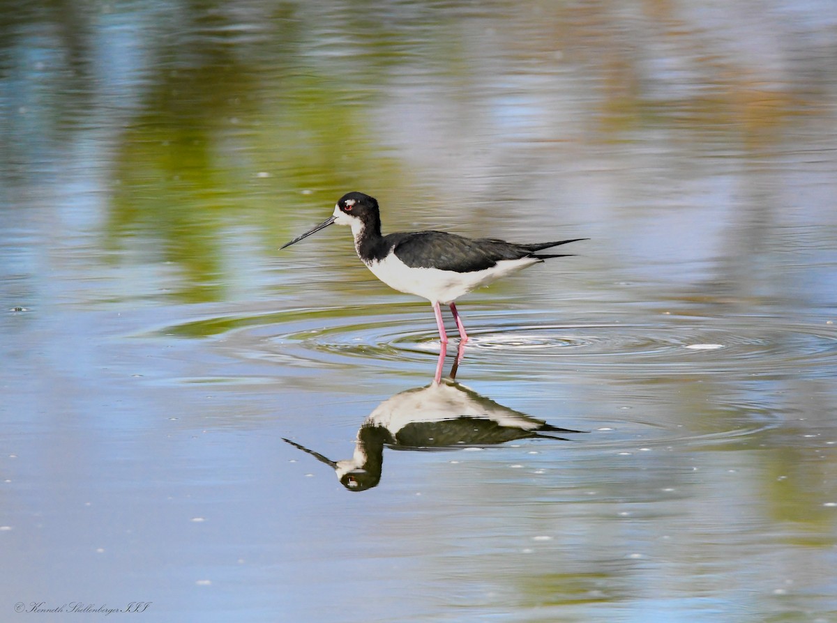 pisila černokrká - ML646720697