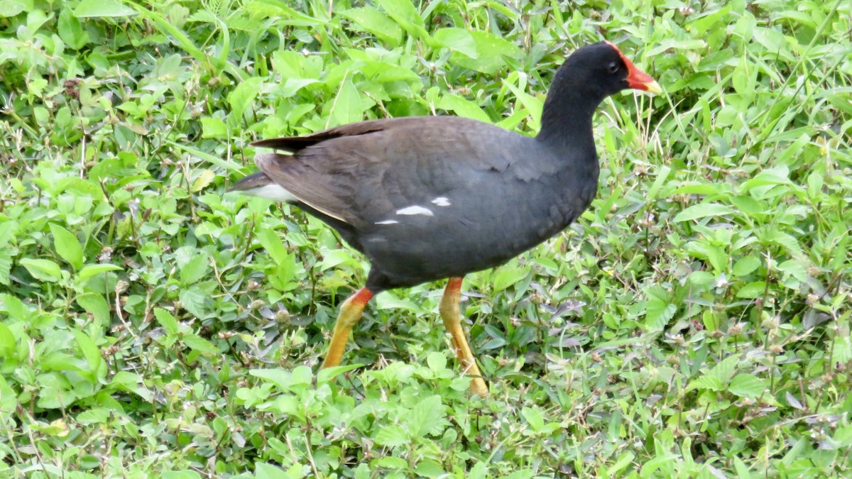 Курочка латиноамериканська (підвид sandvicensis) - ML646720700