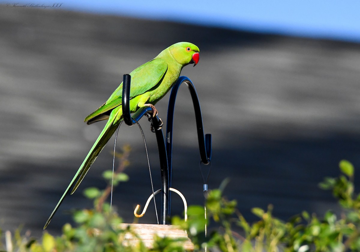 alexandr malý - ML646720701