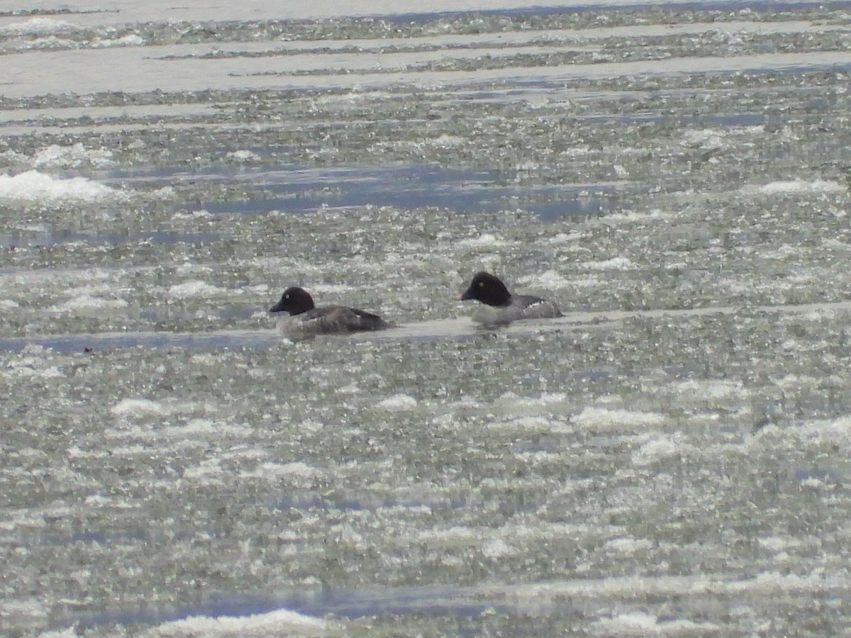 hohol severní - ML646720702