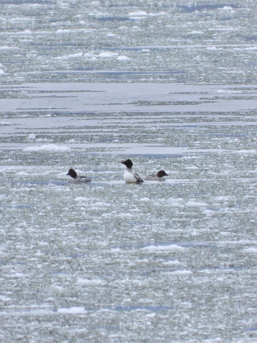 hohol severní - ML646720703