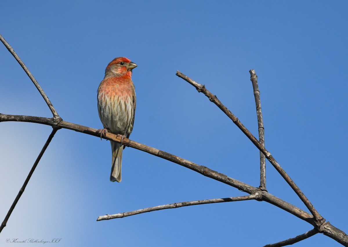 hýl rudoprsý - ML646720709