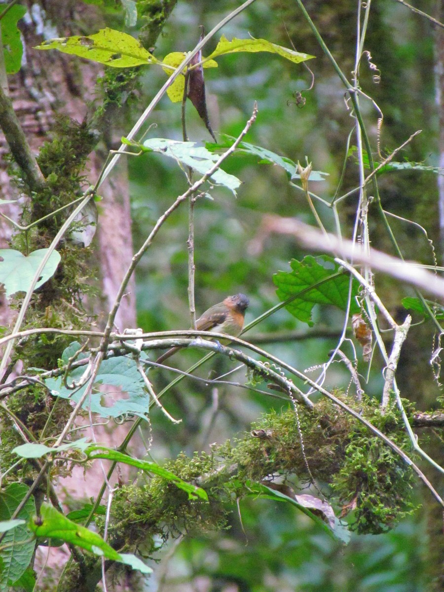 Rufous-breasted Flycatcher - ML646720710