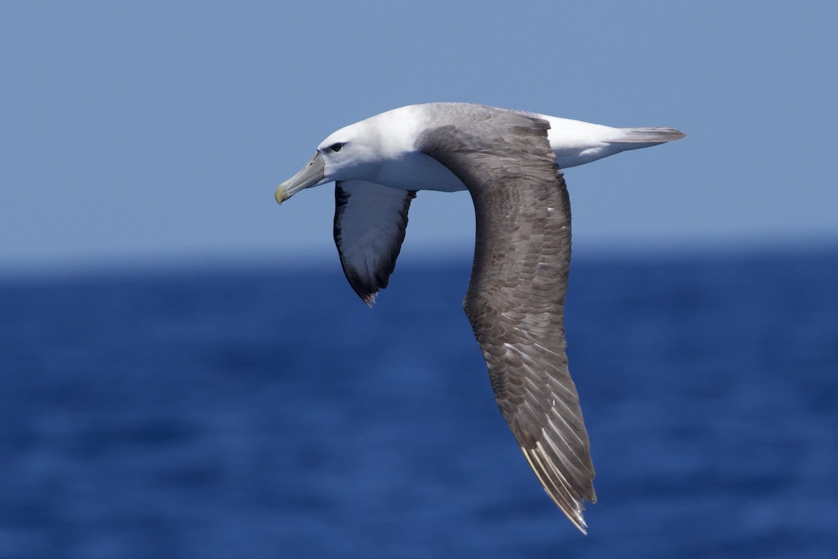White-capped Albatross - ML646720712