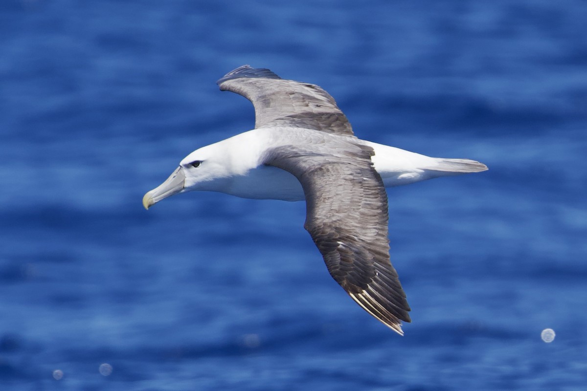 White-capped Albatross - ML646720713