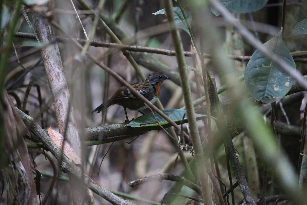 Australian Logrunner - ML646720714