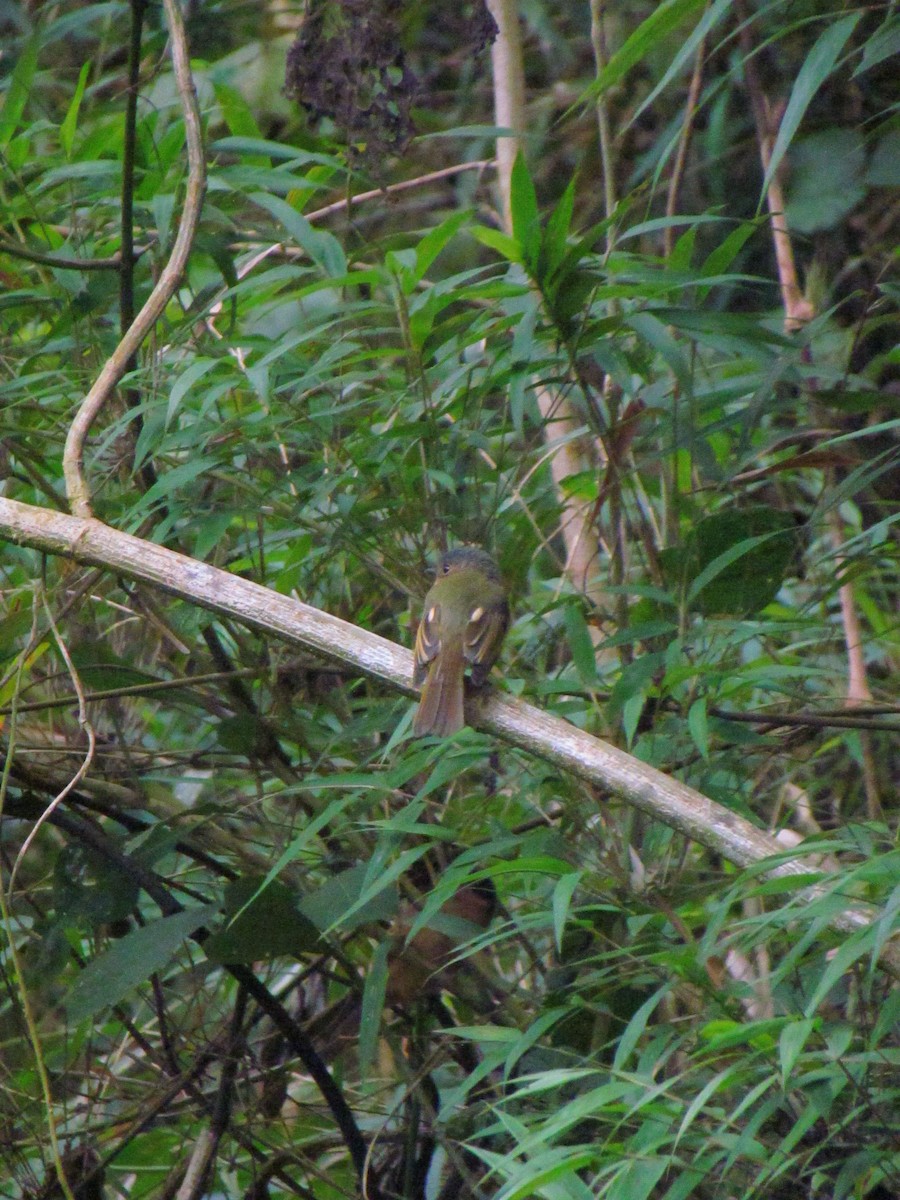 Rufous-breasted Flycatcher - ML646720715